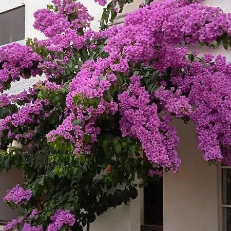 Apartment Amazing In With View Pirovac